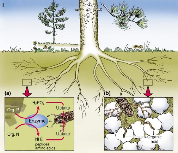 Mycorrhizal Fungi Nature’s Gardeners Regenerative Landscapes Australia