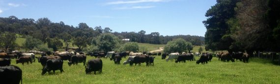 Raise your own Beef Cattle – Meet your Meat…
