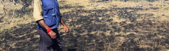 Monaro Farmers Using Aboriginal Cool-Burn Fires to Recover Biodiversity