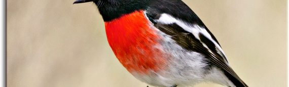 Save Of Species – Scarlet Robin Program & South East Local Land Services