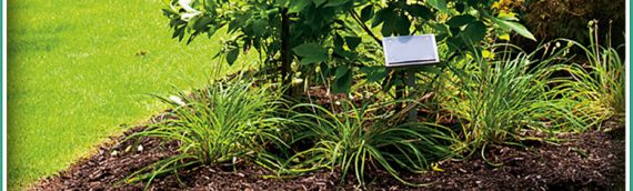 Garden Mulching from $4.50 per Square Meter – Supply and Installed