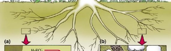 Mycorrhizal Fungi: Nature’s Gardeners