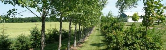 INCREASING LANDSCAPE FUNCTION WITH  FERTILITY BUILDING TREES ON FARMS